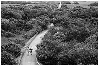 Trail and tram road, Shark Valley. Everglades National Park ( black and white)