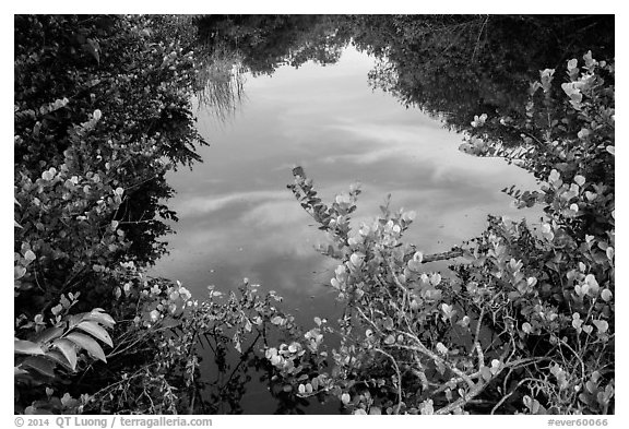 Pond surrounded by vegetation, Shark Valley. Everglades National Park (black and white)