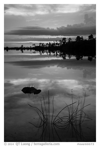 Reeds and pine trees at sunset, Pines Glades Lake. Everglades National Park (black and white)