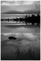 Reeds and pine trees at sunset, Pines Glades Lake. Everglades National Park ( black and white)