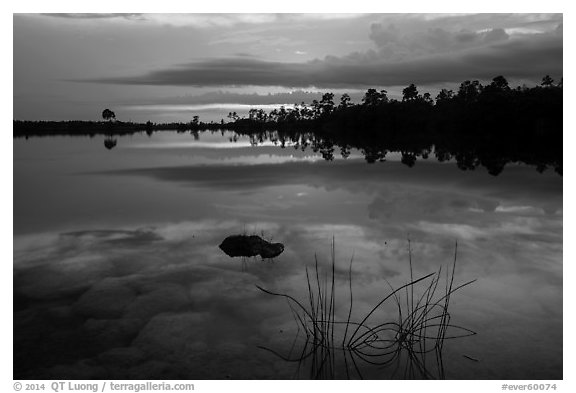 Reeds, underwater rocks, Pines Glades Lake. Everglades National Park (black and white)
