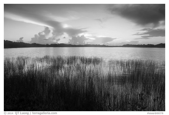 Reeds and Nine-Mile Pond, sunrise. Everglades National Park (black and white)