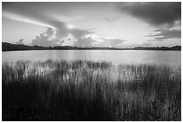 Reeds and Nine-Mile Pond, sunrise. Everglades National Park ( black and white)