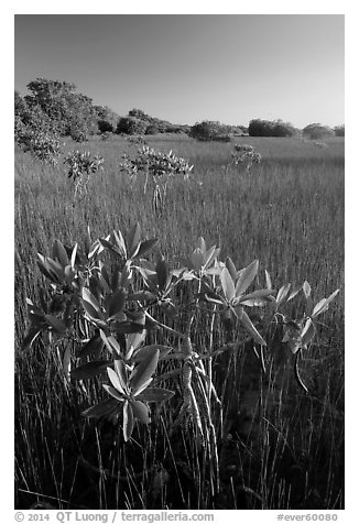 Dwarfed red mangroves and sawgrass. Everglades National Park (black and white)