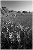 Dwarfed red mangroves and sawgrass. Everglades National Park ( black and white)