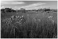 Dwarfed red mangroves in summer. Everglades National Park ( black and white)