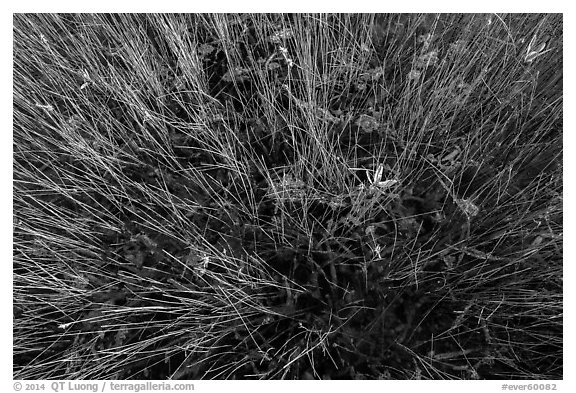 Sawgrass and phytoplankton. Everglades National Park (black and white)