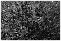 Sawgrass and phytoplankton. Everglades National Park ( black and white)