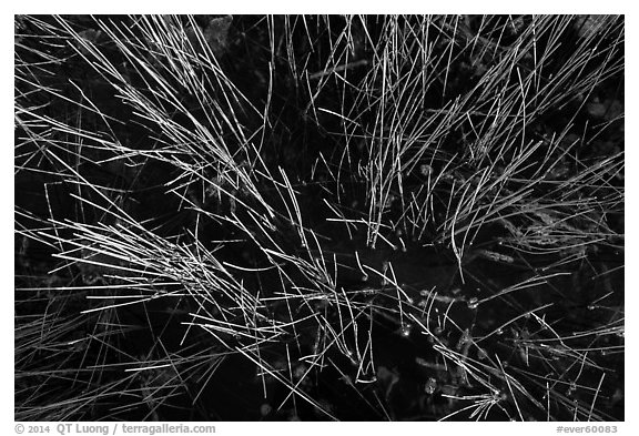 Sawgrass and water. Everglades National Park (black and white)