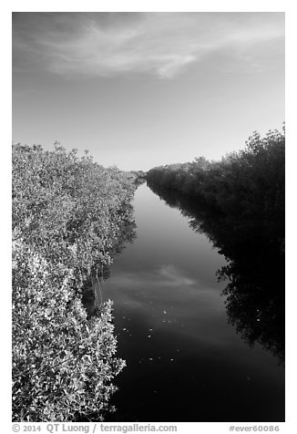 Canal lined up with mangroves. Everglades National Park (black and white)