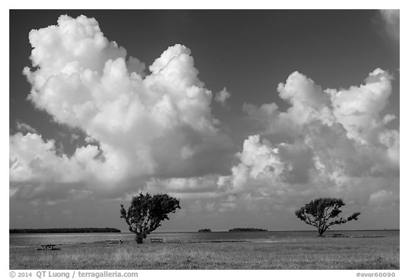 Trees, Florida Bay, and clouds. Everglades National Park (black and white)