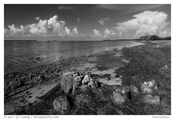 Florida Bay shores. Everglades National Park (black and white)