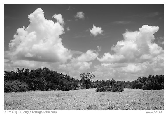 Saltwort prairie. Everglades National Park (black and white)