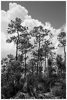 Pines and summer clouds. Everglades National Park ( black and white)