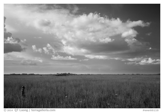 Visitor looking, Taylor Slough. Everglades National Park (black and white)