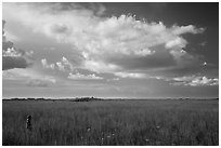 Visitor looking, Taylor Slough. Everglades National Park ( black and white)