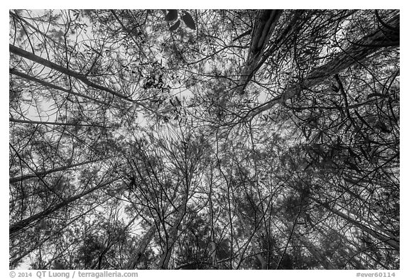 Looking up cypress dome. Everglades National Park (black and white)