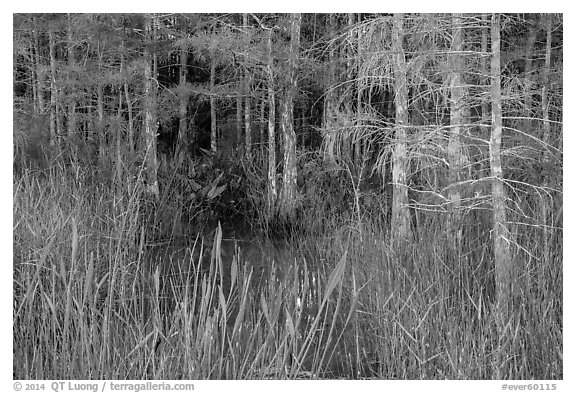 Cypress in summer. Everglades National Park (black and white)