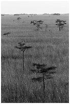 Cypress and freshwater prairie at sunrise. Everglades National Park ( black and white)