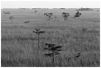 Freshwater prairie punctuated by cypress at sunrise. Everglades National Park ( black and white)