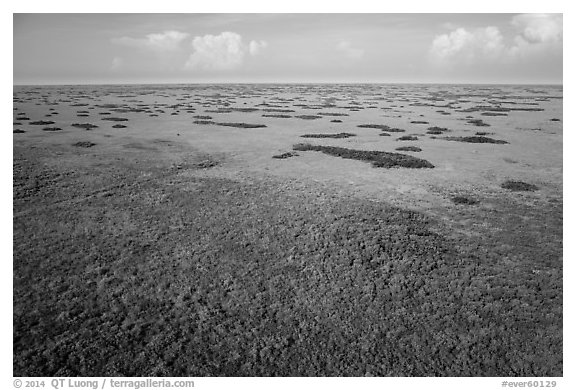 Aerial view of slough and hammocks, Shark Valley. Everglades National Park (black and white)