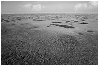 Aerial view of slough and hammocks, Shark Valley. Everglades National Park ( black and white)