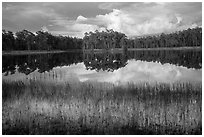 Lake, Long Pine Key. Everglades National Park ( black and white)