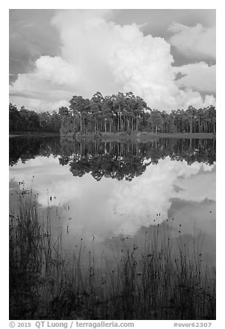 Island with pines and cloud, Long Pine Key. Everglades National Park (black and white)