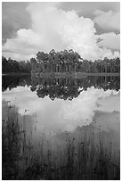 Island with pines and cloud, Long Pine Key. Everglades National Park ( black and white)