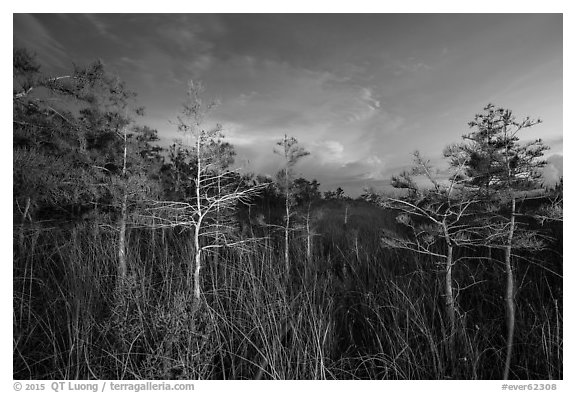 Dwarf cypress at dusk, Pa-hay-okee. Everglades National Park (black and white)