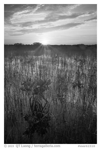 Sun rising above dwarf mangroves. Everglades National Park (black and white)