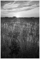 Sun rising above dwarf mangroves. Everglades National Park ( black and white)