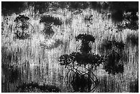 Dwarf mangroves silhouettes. Everglades National Park ( black and white)