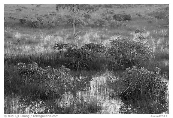 Dwarf mangroves and cypress. Everglades National Park (black and white)