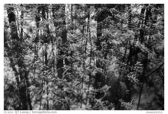 Bacopa and cypress dome reflection. Everglades National Park (black and white)