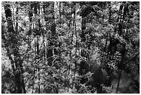 Bacopa and cypress dome reflection. Everglades National Park ( black and white)