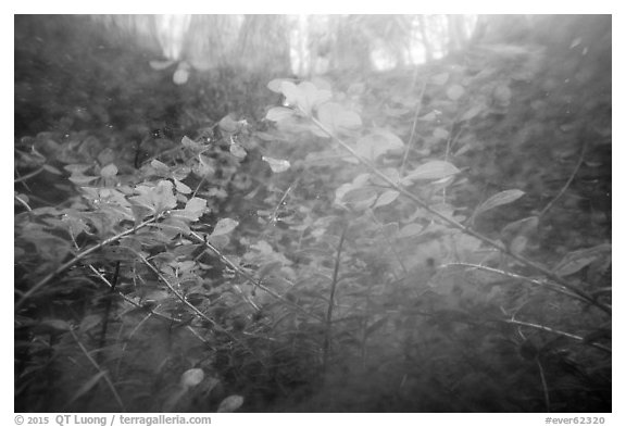 Underwater view of bacopa beneath cypress dome. Everglades National Park (black and white)