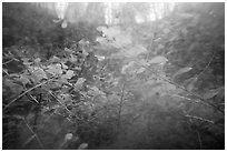 Underwater view of bacopa beneath cypress dome. Everglades National Park ( black and white)