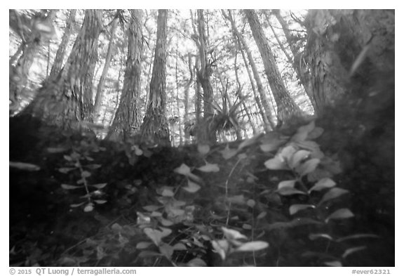 Underwater view of bacopa and cypress dome. Everglades National Park (black and white)