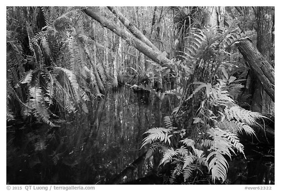 Ferns in cypress dome. Everglades National Park (black and white)