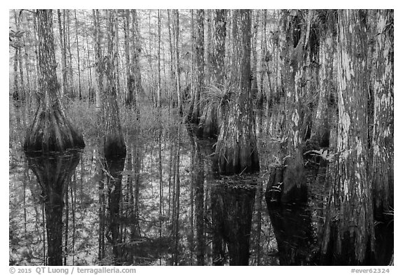 Cypress dome in summer. Everglades National Park (black and white)