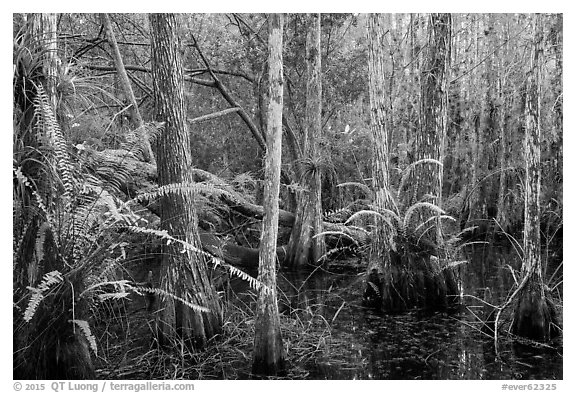 Cypress dome and ferns. Everglades National Park (black and white)