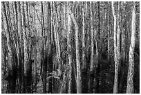 Dense cypress dome. Everglades National Park ( black and white)