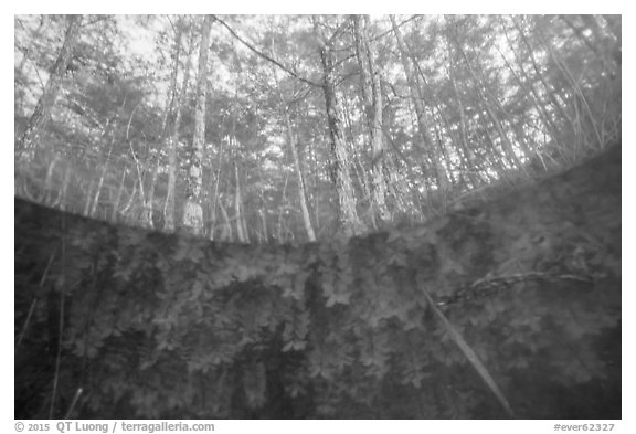 Underwater view of plants and cypress dome. Everglades National Park (black and white)