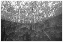 Underwater view of plants and cypress dome. Everglades National Park ( black and white)