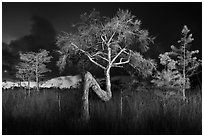 Z tree and cypress at night. Everglades National Park ( black and white)