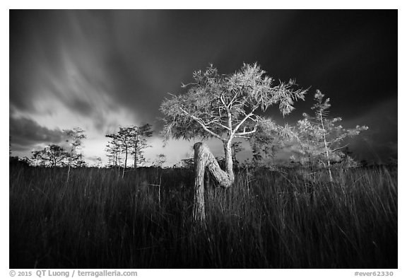 Z tree, sawgrass, and cypress at night. Everglades National Park (black and white)