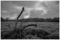 Saltwort and tree skeleton at sunrise. Everglades National Park ( black and white)