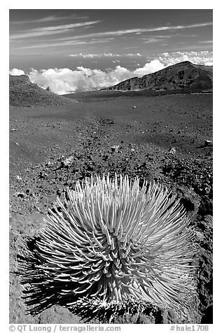 Silversword, an endemic plant, in Haleakala crater near Red Hill. Haleakala National Park (black and white)