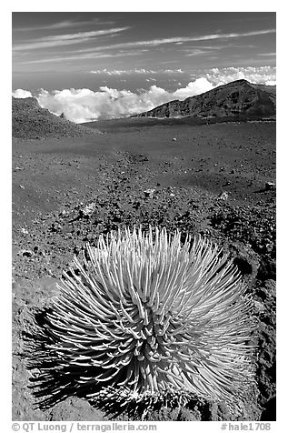 Silversword, an endemic plant, in Haleakala crater near Red Hill. Haleakala National Park (black and white)